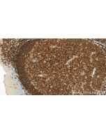 Anti-Human CD45RA (F8-11-13) Proteintech  65226-1-Ig