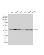 ECSIT Recombinant monoclonal antibody Proteintech  83295-5-RR