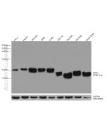 SOD1 Monoclonal antibody Proteintech  67480-1-Ig