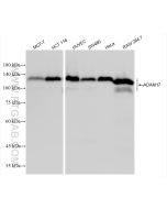 ADAM17 Recombinant monoclonal antibody Proteintech  84292-4-RR