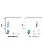 Anti-Human SIRP Alpha/CD172a Rabbit Recombinant Antibody Proteintech  98101-1-RR