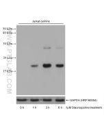 Cleaved Caspase 3/P17/P19 Monoclonal antibody Proteintech  68773-1-Ig