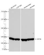 KIF5A Recombinant monoclonal antibody Proteintech  84013-4-RR
