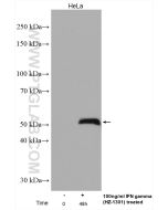 IRF1 Polyclonal antibody Proteintech  11335-1-AP