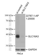 MCT4 Polyclonal antibody Proteintech  22787-1-AP