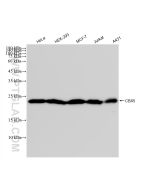 CBX5 Recombinant monoclonal antibody Proteintech  83258-5-RR