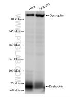 Dystrophin Recombinant monoclonal antibody Proteintech  83609-5-RR