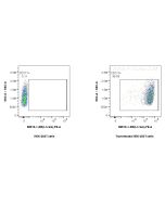 Anti-Mouse L1CAM/CD171 Rabbit Recombinant Antibody Proteintech  98510-1-RR