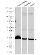 UCP2 Polyclonal antibody Proteintech  11081-1-AP