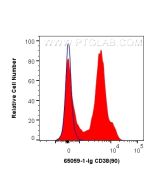 Anti-Mouse CD38 (90) Proteintech  65059-1-Ig
