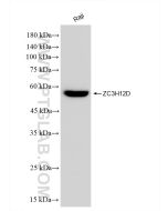 ZC3H12D Recombinant monoclonal antibody Proteintech  83507-2-RR