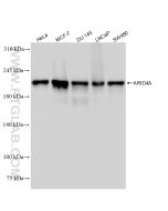 ARID4A Recombinant monoclonal antibody Proteintech  83489-1-RR
