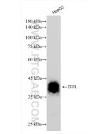 TFPI Recombinant monoclonal antibody Proteintech  83838-5-RR