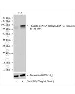 Phospho-STAT5A (Ser726)/STAT5B (Ser731) Recombinant monoclonal antibody Proteintech  80138-2-RR