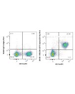 Anti-Mouse CSF2RA/CD116 Rabbit Recombinant Antibody Proteintech  98196-1-RR
