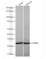 RAB9A Recombinant monoclonal antibody Proteintech  84129-5-RR