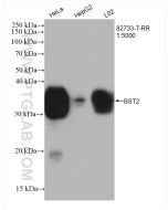 BST2 Recombinant monoclonal antibody Proteintech  82733-7-RR