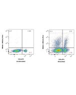 Anti-Rat IL-2 Rabbit Recombinant Antibody Proteintech  98046-1-RR