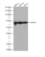 SMAD4 Recombinant monoclonal antibody Proteintech  83169-5-RR