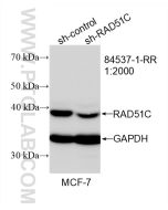 RAD51C Recombinant monoclonal antibody Proteintech  84537-1-RR
