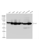 DLAT Recombinant monoclonal antibody Proteintech  83654-3-RR