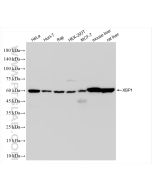 XBP1S-specific Recombinant monoclonal antibody Proteintech  83959-5-RR