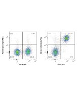 Anti-Mouse CD40 Rabbit Recombinant Antibody Proteintech  98122-1-RR