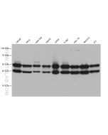 JNK Monoclonal antibody Proteintech  66210-1-Ig