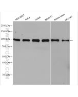 CAPRIN1 Polyclonal antibody Proteintech  15112-1-AP