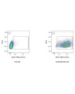 Anti-Mouse IL-11 Rabbit Recombinant Antibody Proteintech  98710-2-RR