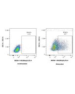 Anti-Mouse MMP9 Rabbit Recombinant Antibody Proteintech  98396-1-RR