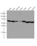 cyclin B1 Monoclonal antibody Proteintech  67686-1-Ig