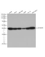 p38 MAPK Recombinant monoclonal antibody Proteintech  80821-3-RR
