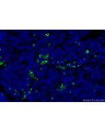 Anti-Mouse CD8a (53-6.7) Proteintech  65069-1-Ig