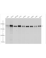 ZO-1 Polyclonal antibody Proteintech  21773-1-AP