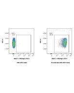 Anti-Mouse CLEC10A/CD301 Rabbit Recombinant Antibody Proteintech  98437-1-RR