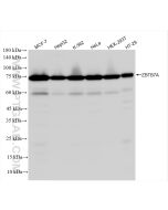 ZBTB7A Recombinant monoclonal antibody Proteintech  83616-5-RR