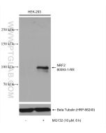 NRF2, NFE2L2 Recombinant monoclonal antibody Proteintech  80593-1-RR