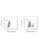 Anti-Human L1CAM/CD171 Rabbit Recombinant Antibody Proteintech  98130-1-RR