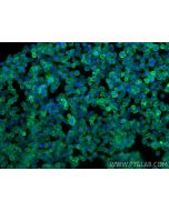 Anti-Human CD45 (HI30) Proteintech  65109-1-Ig