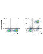 Anti-Mouse CD9 Rabbit Recombinant Antibody Proteintech  98270-1-RR