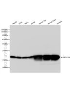 NDUFB8 Recombinant monoclonal antibody Proteintech  83216-4-RR