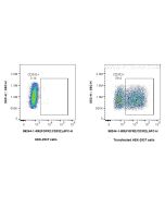 Anti-Human FGFR2/CD332 Rabbit Recombinant Antibody Proteintech  98244-1-RR