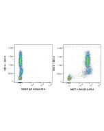 Anti-Human CD13 Rabbit Recombinant Antibody Proteintech  98577-1-RR