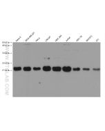 Histone H2A.X Monoclonal antibody Proteintech  68888-1-Ig