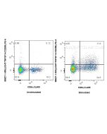 Anti-Mouse LIGHT/CD258 Rabbit Recombinant Antibody Proteintech  98627-1-RR