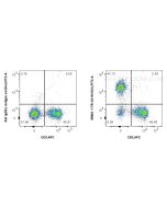 Anti-Mouse CD19 (1D3) Rat IgG2a Recombinant Antibody Proteintech  65661-1-TR