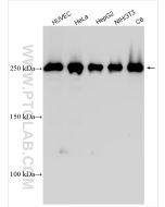 Talin-1 Polyclonal antibody Proteintech  14168-1-AP