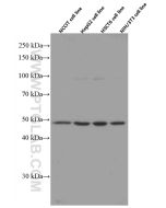 Gamma Tubulin Monoclonal antibody Proteintech  66320-1-Ig