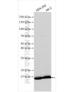 FDX1 Recombinant monoclonal antibody Proteintech  82957-1-RR
